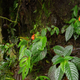 The now-poorly named Gasteranthus extinctus, found growing next to a waterfall at Bosque y Cascada Las Rocas, a private reserve in coastal Ecuador.
